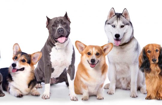 Regum For Dogs2