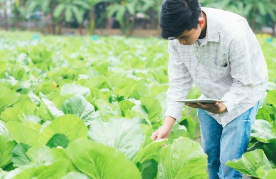 Smart Farming2